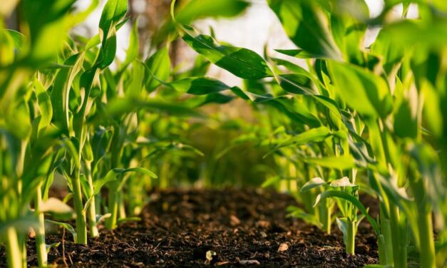 Implementation of Regenerative Farming in U.S. Agriculture