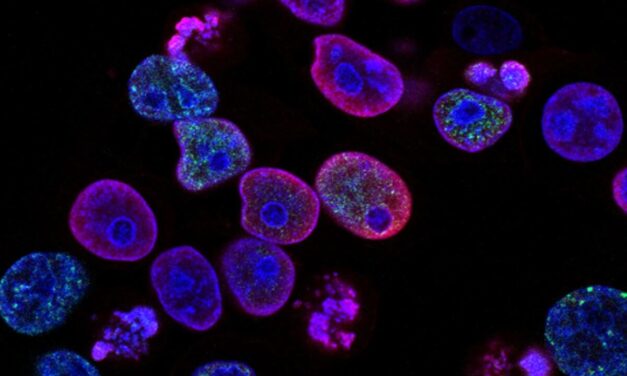 Targeting Cancer Stem Cells: Opportunities and Challenges