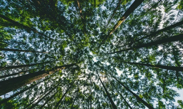 Analysis of the Relationship Between ESG Ratings and Financial Performance in Emerging Market Firms